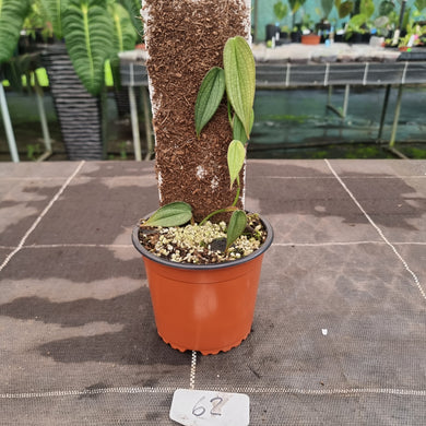 #62 Philodendron Burle Marx Fantasy