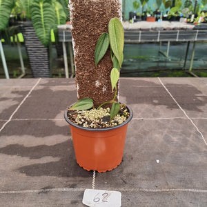 #62 Philodendron Burle Marx Fantasy