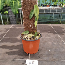 Load image into Gallery viewer, #62 Philodendron Burle Marx Fantasy