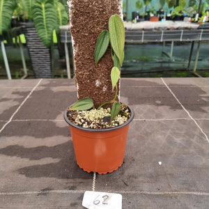 #62 Philodendron Burle Marx Fantasy