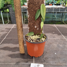 Load image into Gallery viewer, #62 Philodendron Burle Marx Fantasy
