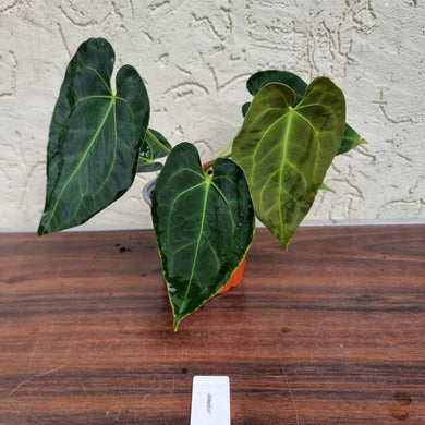 #1 Anthurium 'Dark Night'