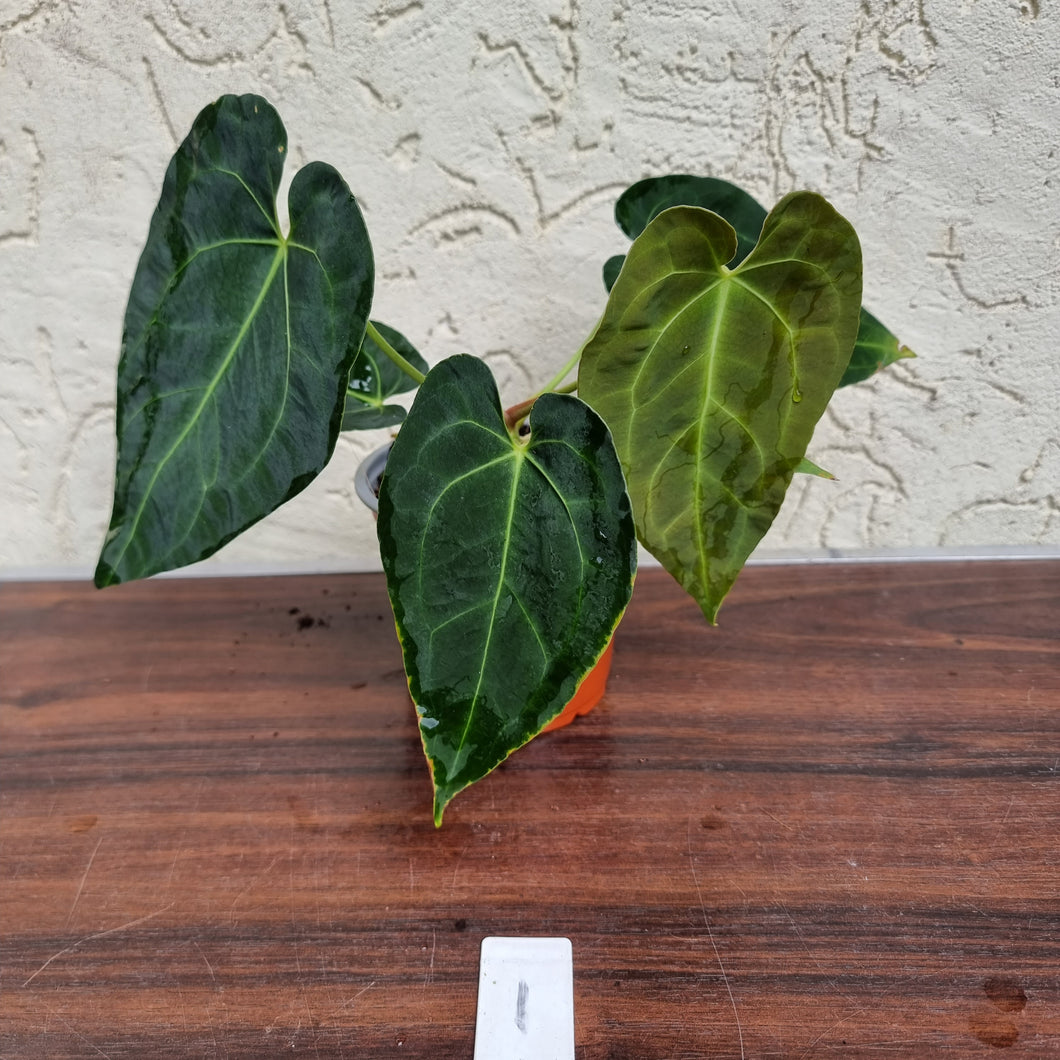 #1 Anthurium 'Dark Night'