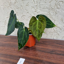Load image into Gallery viewer, #1 Anthurium &#39;Dark Night&#39;