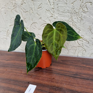 #1 Anthurium 'Dark Night'