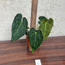 Load image into Gallery viewer, #1 Anthurium &#39;Dark Night&#39;