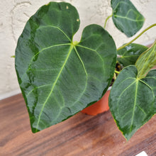Load image into Gallery viewer, #1 Anthurium &#39;Dark Night&#39;