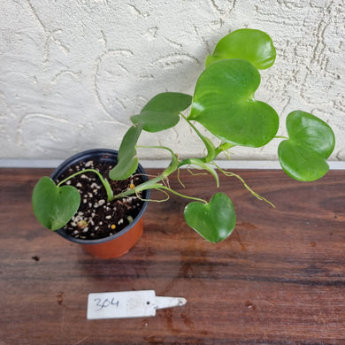 #304 Philodendron Grazielae