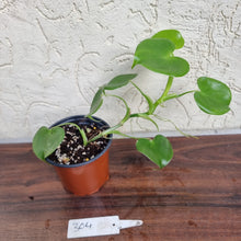 Load image into Gallery viewer, #304 Philodendron Grazielae