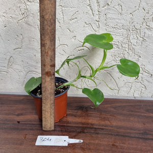 #304 Philodendron Grazielae