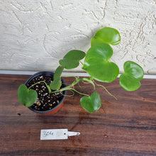 Load image into Gallery viewer, #304 Philodendron Grazielae