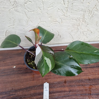 #1 Philodendron White Knight