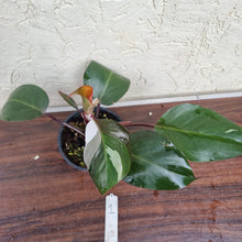 Load image into Gallery viewer, #1 Philodendron White Knight