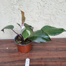 Load image into Gallery viewer, #1 Philodendron White Knight