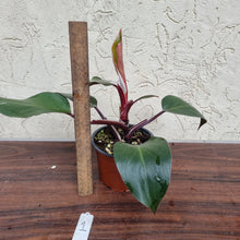 Load image into Gallery viewer, #1 Philodendron White Knight