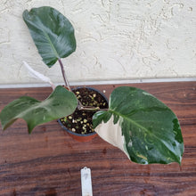 Load image into Gallery viewer, #7 Philodendron White Knight
