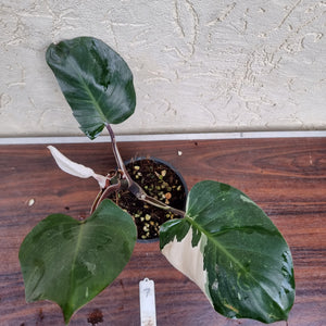#7 Philodendron White Knight