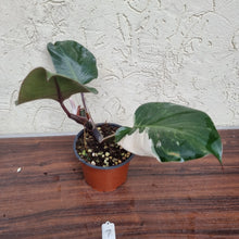 Load image into Gallery viewer, #7 Philodendron White Knight