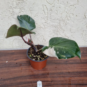 #7 Philodendron White Knight