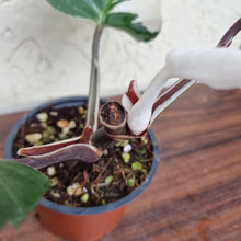 Load image into Gallery viewer, #7 Philodendron White Knight
