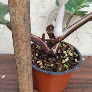 #7 Philodendron White Knight