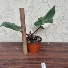 Load image into Gallery viewer, #7 Philodendron White Knight