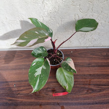 Load image into Gallery viewer, #D10 Philodendron Pink Princess