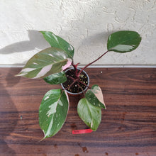 Load image into Gallery viewer, #D10 Philodendron Pink Princess