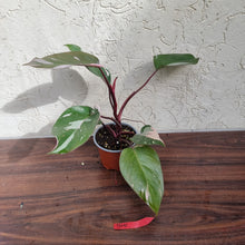Load image into Gallery viewer, #D10 Philodendron Pink Princess