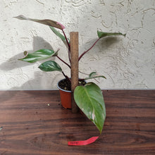 Load image into Gallery viewer, #D10 Philodendron Pink Princess