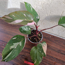 Load image into Gallery viewer, #D10 Philodendron Pink Princess