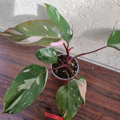 #D10 Philodendron Pink Princess