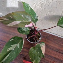 Load image into Gallery viewer, #D10 Philodendron Pink Princess