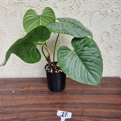 #19 Large Philodendron Sodiroi