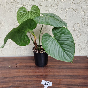#19 Large Philodendron Sodiroi