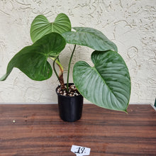 Load image into Gallery viewer, #19 Large Philodendron Sodiroi