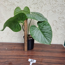 Load image into Gallery viewer, #19 Large Philodendron Sodiroi