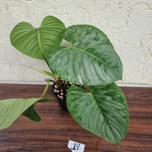 Load image into Gallery viewer, #19 Large Philodendron Sodiroi