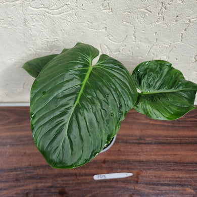 #703 Philodendron Majestic