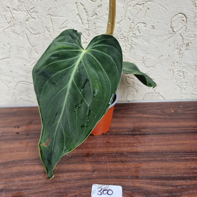 #300 Philodendron Melanochrysum