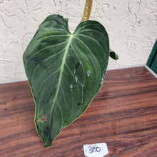 Load image into Gallery viewer, #300 Philodendron Melanochrysum
