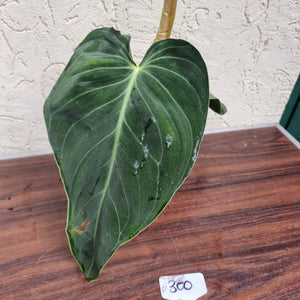 #300 Philodendron Melanochrysum