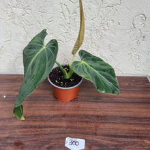 Load image into Gallery viewer, #300 Philodendron Melanochrysum