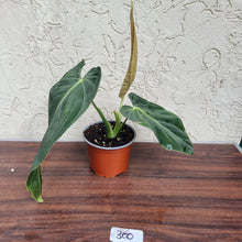 Load image into Gallery viewer, #300 Philodendron Melanochrysum