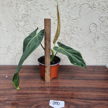 Load image into Gallery viewer, #300 Philodendron Melanochrysum