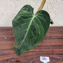 Load image into Gallery viewer, #300 Philodendron Melanochrysum