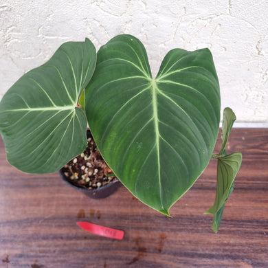 #D13 Philodendron Gloriosum