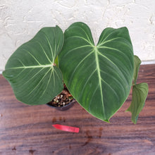 Load image into Gallery viewer, #D13 Philodendron Gloriosum
