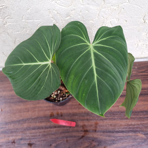 #D13 Philodendron Gloriosum