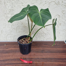 Load image into Gallery viewer, #D13 Philodendron Gloriosum